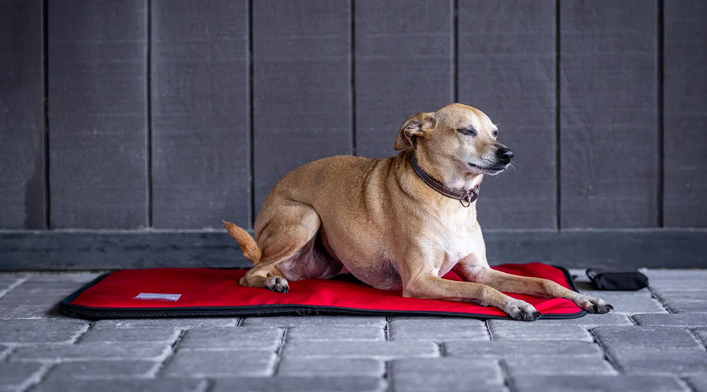 MagMini PEMF Mat Purchase