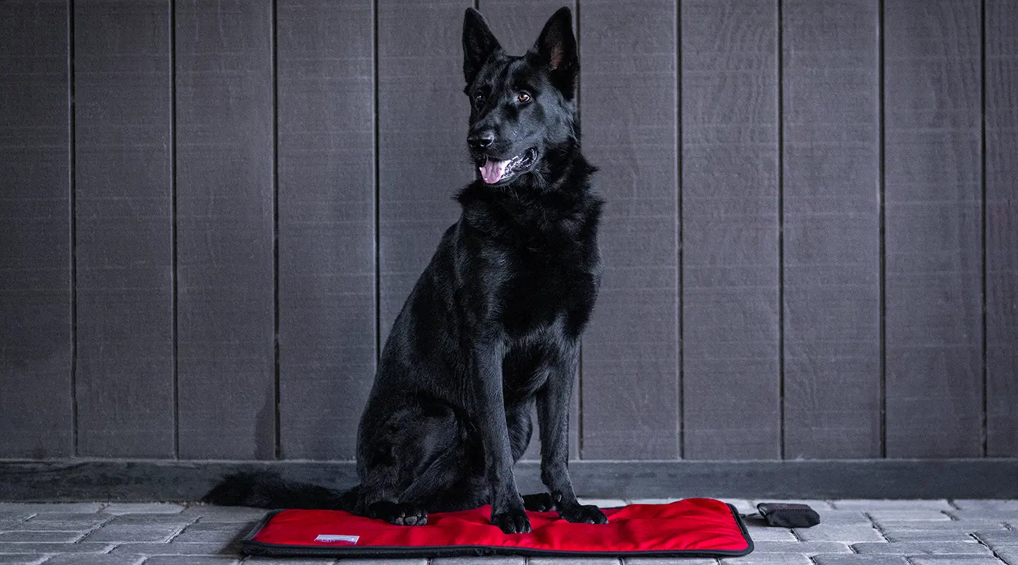 MagMini PEMF Mat Purchase