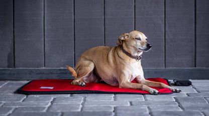 MagMini PEMF Mat Rental