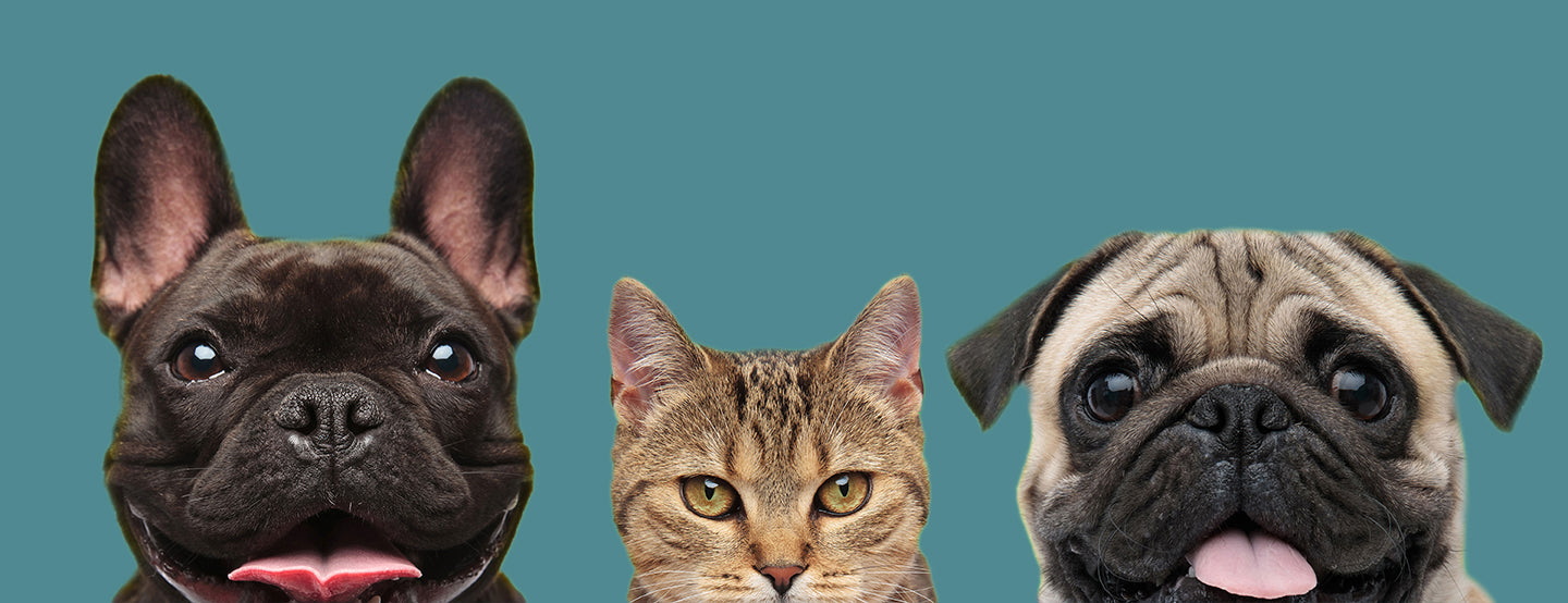 Dogs and Cat faces on a blue background